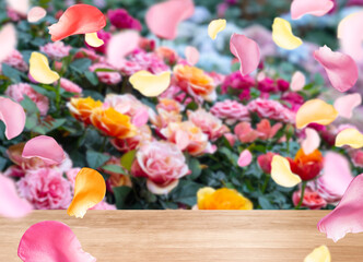 roses petal background for beauty products