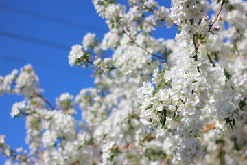 blooming tree in spring