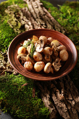 Traditional Russian and Ukrainian cuisine. Baked new potatoes with mushrooms in a brown plate on tree bark and moss. Eco style, natural atmosphere, forest, sunlight. Background image, copy space