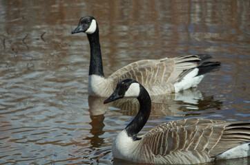 A pair of Canada Geese (Branta Canadensis) in a Pond