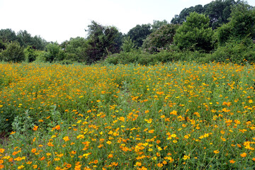 A Field of Wildflowers in Raleigh, North Carolina