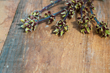 Background of an old wooden board with a blooming maple tree branch with budding buds