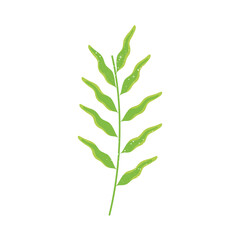 decorative green foliage