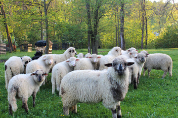 Owce na Podhalu