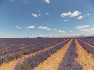 Obraz premium lavande