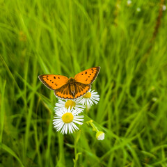 Beautiful daisy flowers and butterfly in the summer meadow.