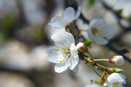 spring flowers, early spring, white flowers, macro photography