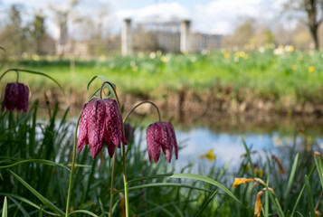 Snake's head fritillary flowers growing wild in Magdalen Meadow which runs along the bank of River Cherwell in Oxford, Oxfordshire UK. The purple chequered flowers are rare and endangered.