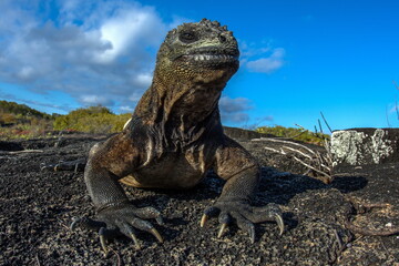 Marine Iguana on Isabela Island Galapagos