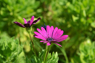 Fiore rosa