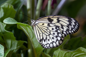Large Tree Nymph Butterfly (Idea leuconoe) the paper kite butterfly or rice paper butterfly close...