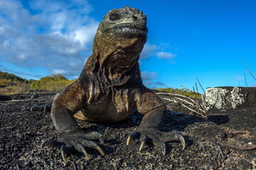 Marine Iguana on Isabela Island Galapagos