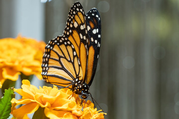 The monarch butterfly (Danaus plexippus) a simply, milkweed butterfly also called common tiger, wanderer, and black veined brown on bright orange flower close up.