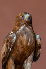 A booted eagle (Hieraaetus pennatus, also classified as Aquila pennata, portait very close up of orange eyes, feathers and beak.