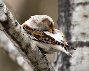 Bunting bird Photo Stock. Perched on a tree branch with a blur background in its environment and habitat cleaning feather plumage with open beak. Snow Bunting Image. Picture. Portrait.