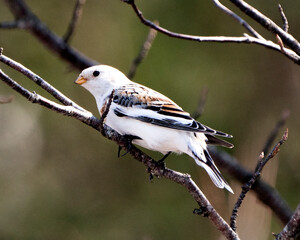 Snow bunting Photo Stock. Close-up view, perched on a tree branch with a blur background in its environment and habitat. Bunting bird Image. Picture. Portrait.