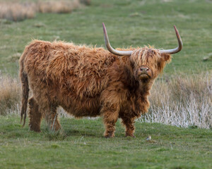 Highland cow grazing in rough grassland.