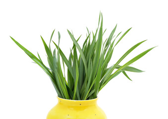 Bunch of green grass in weight.