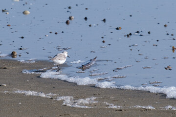 Sanderling (Calidris alba), at Marlough Beach, Dundrum, Northern Ireland, UK