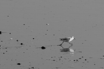 Sanderling (Calidris alba), at Marlough Beach, Dundrum, Northern Ireland, UK