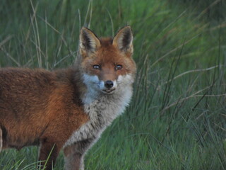 Renard roux sauvage