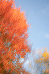 Orange and yellow autumn trees in fall