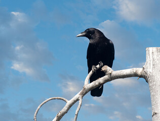 Crow Atop Tree Against Cloudy Sky