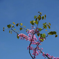 Fresh purple pink flowers of the Forest Pansy redbud tree in spring
