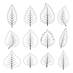 Minimalistic leaf icon set. Different Leaves collection outline vector illustration. leaves with line hand drawing style