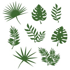 Different tropical leaves collection, vector illustration. Green palm leaves set. Leaf pattern for Fashion, interior, wrapping, print, packaging suitable