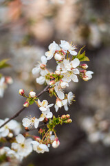 Close-up photo white flowers sakura cherry tree nature spring garden sky