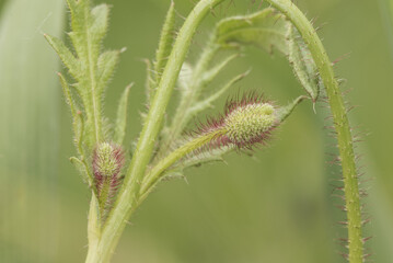 Papaver rhoeas Flanders corn field or common poppy beautiful flower of intense red color with black stamens, green buds with spiky bristles and green capsule with purple pollen