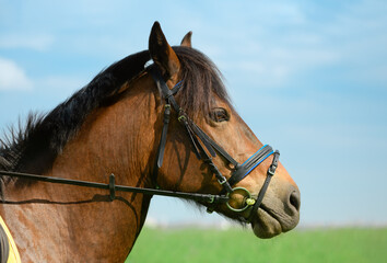 Obraz premium Horse with its black snaffle bridle is outdoors, close-up portrait. Trotter is standing on the beautiful blurred background, side view.