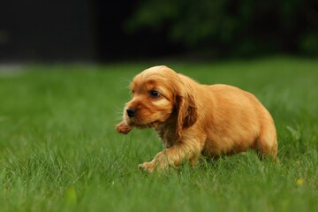 Amazing, newborn and cute red English Cocker Spaniel puppy detail.