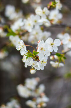 Close-up photo white flowers sakura cherry tree nature spring garden sky