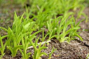 Young grass sprouts in the spring