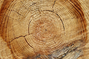 Naklejka premium Tree cut, a tree cut in half for the background