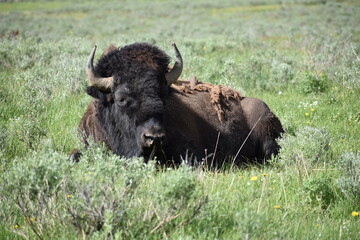 Bison, Wyoming