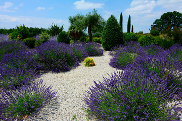 lawenda wąskolistna - lavender - Lavandula angustifolia, mediterranean garden, ogród prowansalski - obrazy, fototapety, plakaty