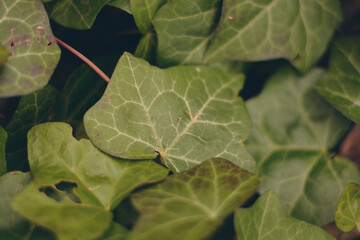 Listki leśne. © Monika