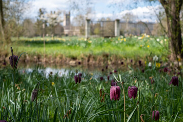 Snake's head fritillary flowers growing wild in Magdalen Meadow next to the River Cherwell. in...