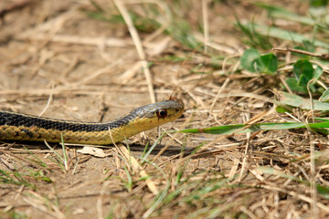 Obraz premium A photo of a young eastern garter snake in early spring in Canada