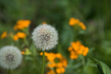 Dandelion clocks with soft background of contrasting greens and orange colors. 