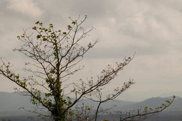 Blur and motion of branches with a white cloud background and misty white morning mountains.