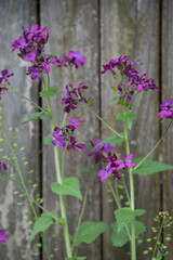 Naklejka premium Annual honesty plants blooming by an old wooden fence. 