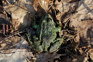 frog