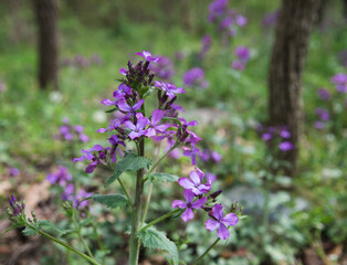 Fototapeta premium Wild money plant blooming in the forest in early spring. 