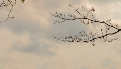 Blur and motion of branches with a white cloud background and misty white morning mountains.