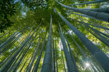 Obraz na płótnie Canvas Green bamboo forest with sunlight passing through the bamboo grove in Hokoku-ji Temple, Kamakura, Japan. Known as the 