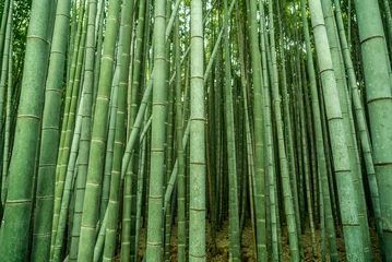 Zelfklevend Fotobehang Green bamboo forest background in Arashiyama, near Kyoto, Japan.  © Red Pagoda